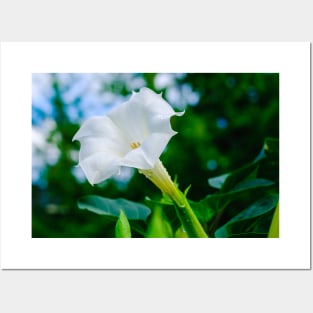 Datura Flower Photograph Posters and Art